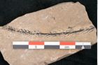 Foto (Detailansicht) von Plantae indet.  (NHMW-GEO-2024-0188-11199)
